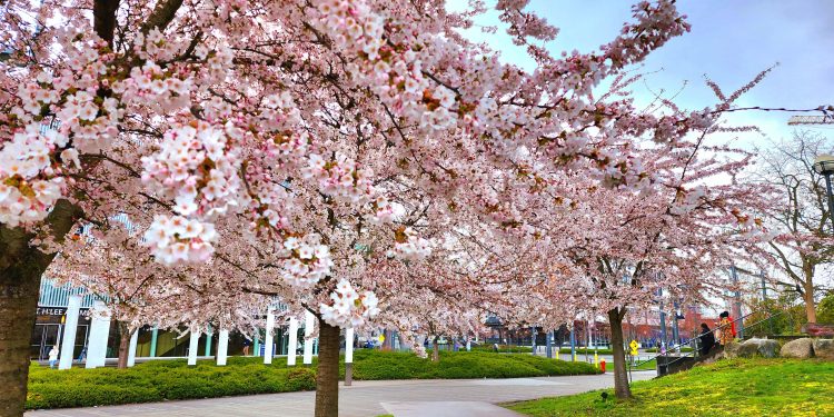 Cherry Blossoms - Vancouver