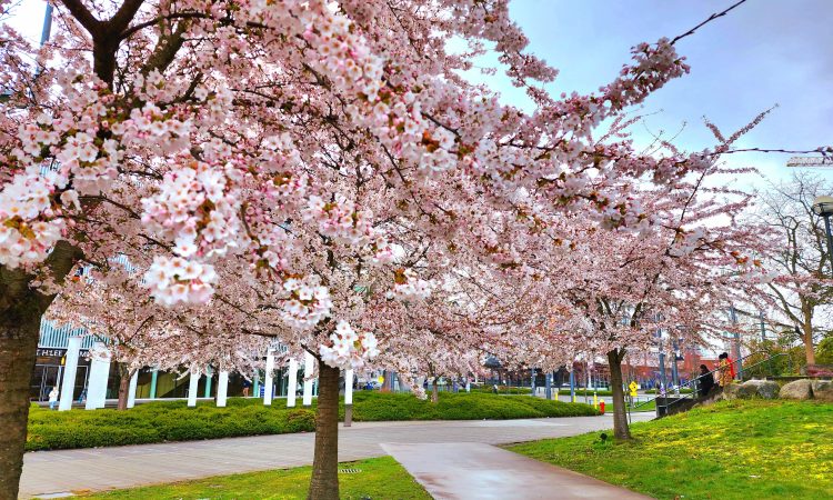 Cherry Blossoms - Vancouver