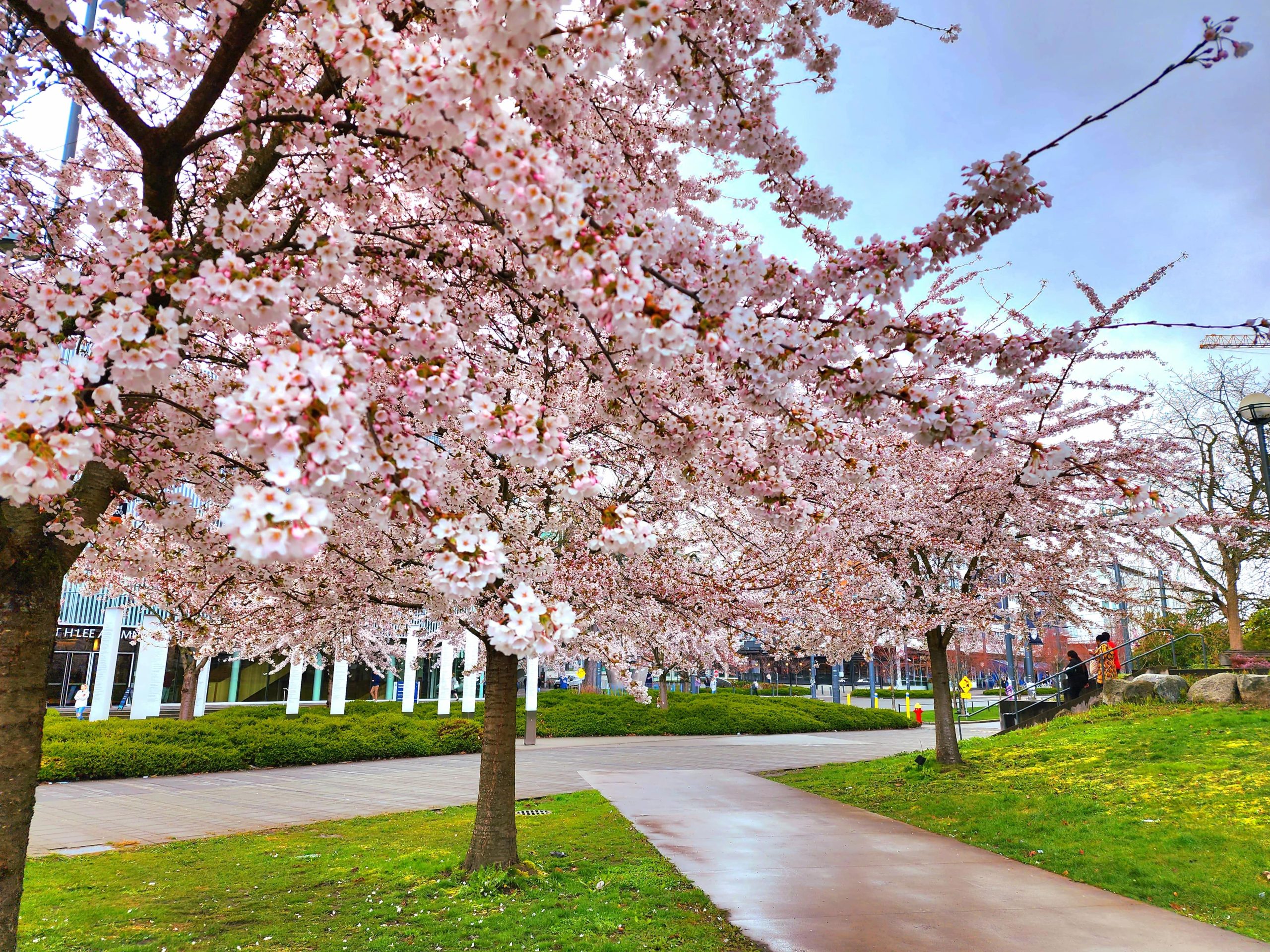 Cherry Blossoms - Vancouver